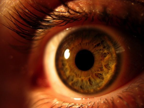 oog-iris